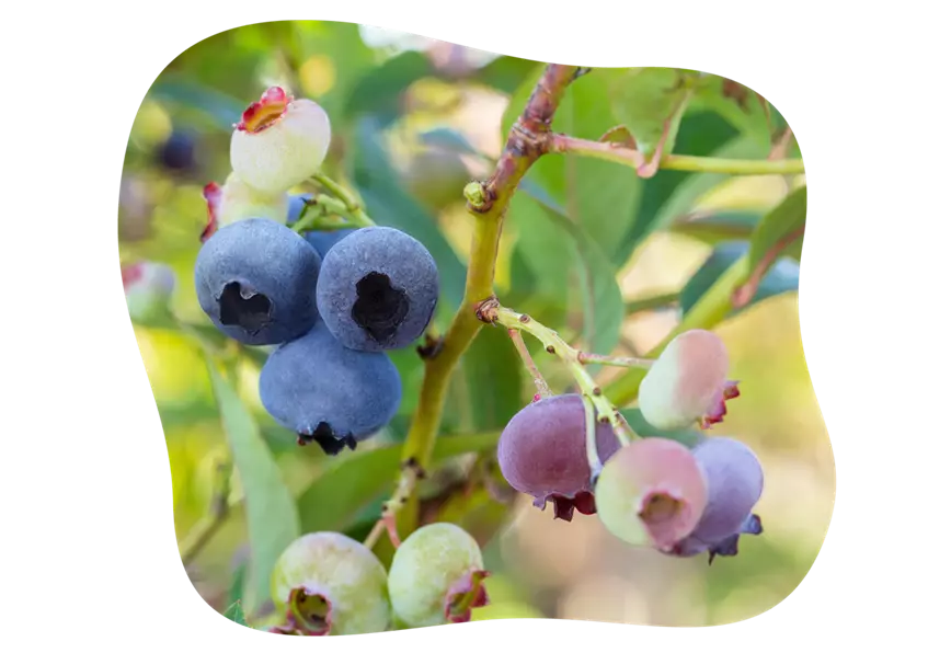 kiefl-tipps-heidelbeere-im-gartencenter-kiefl-in-gauting-bei-muenchen-1.png