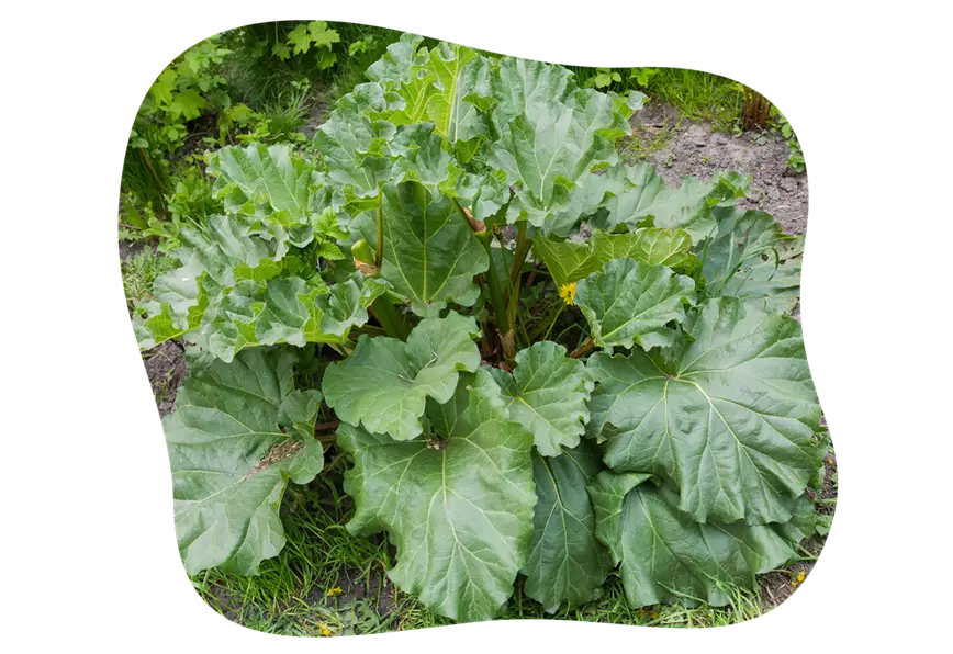 rhabarber-selbst-anbau-im-beet-im-gartencenter-kiefl-in-gauting-bei-muenchen-1.png