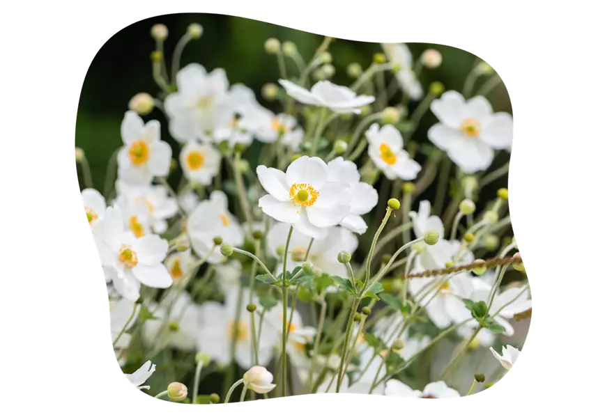 anemone_stauden-teilen-tipps-aus-dem-gartencenter-kiefl-in-gauting-bei-muenchen-1.png