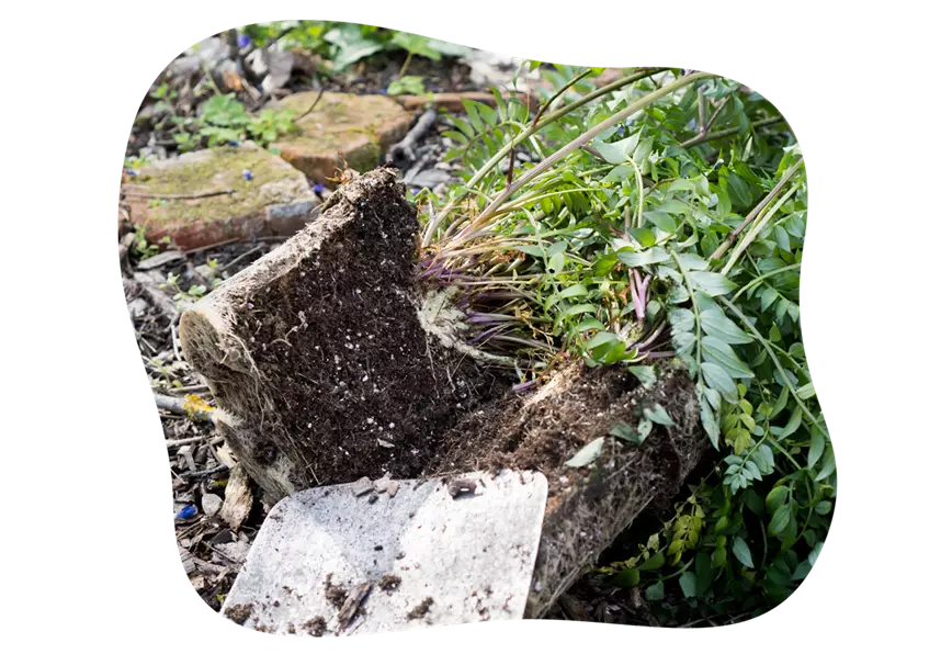 spaten_stauden-teilen-tipps-aus-dem-gartencenter-kiefl-in-gauting-bei-muenchen-1.png
