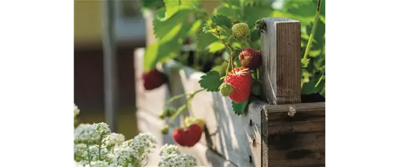 HOCHBEET GäRTNERN! 