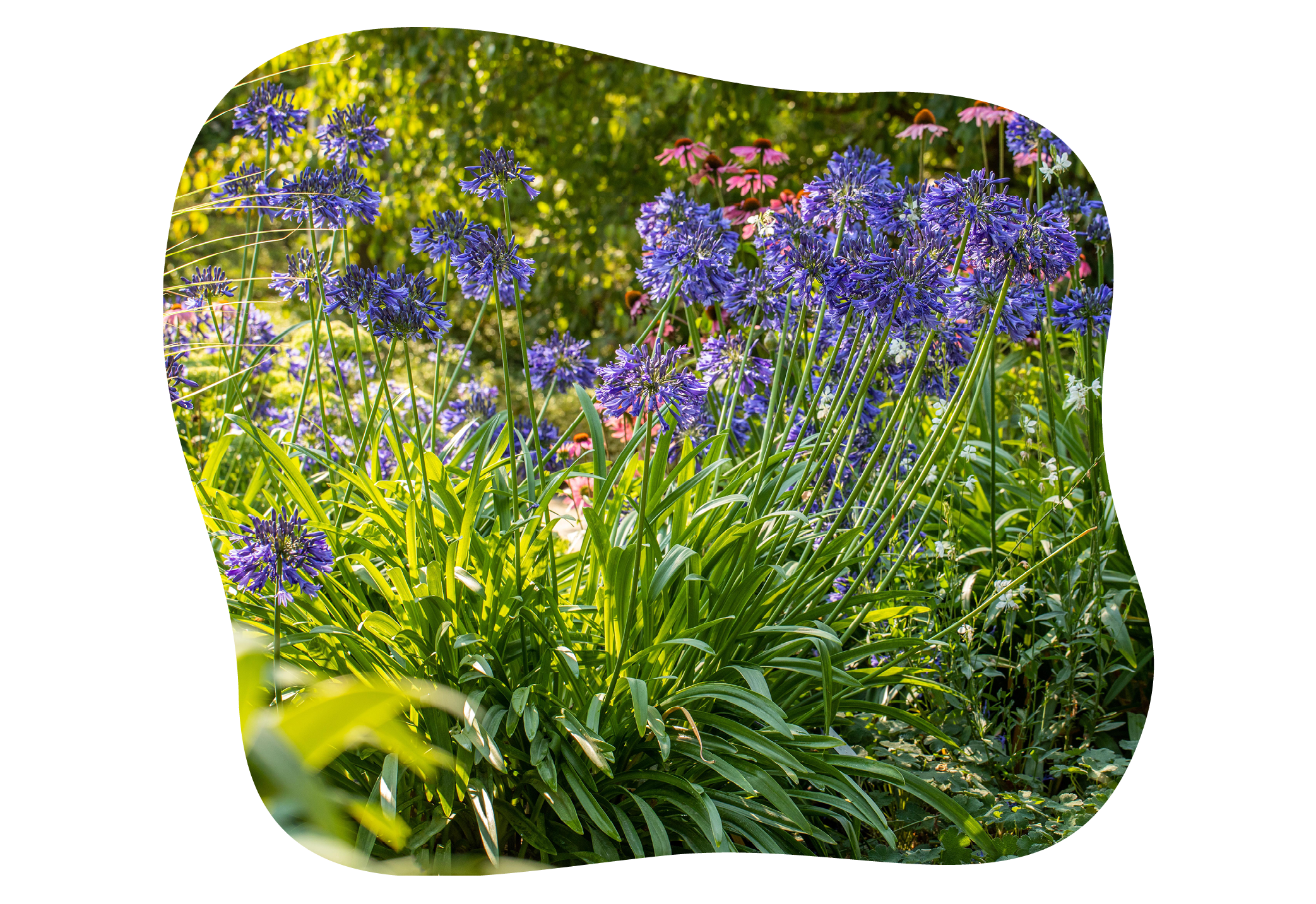 agapanthus_in_kiefls_welt_gartencenter_kiefl_in_gauting_bei_muenchen.png