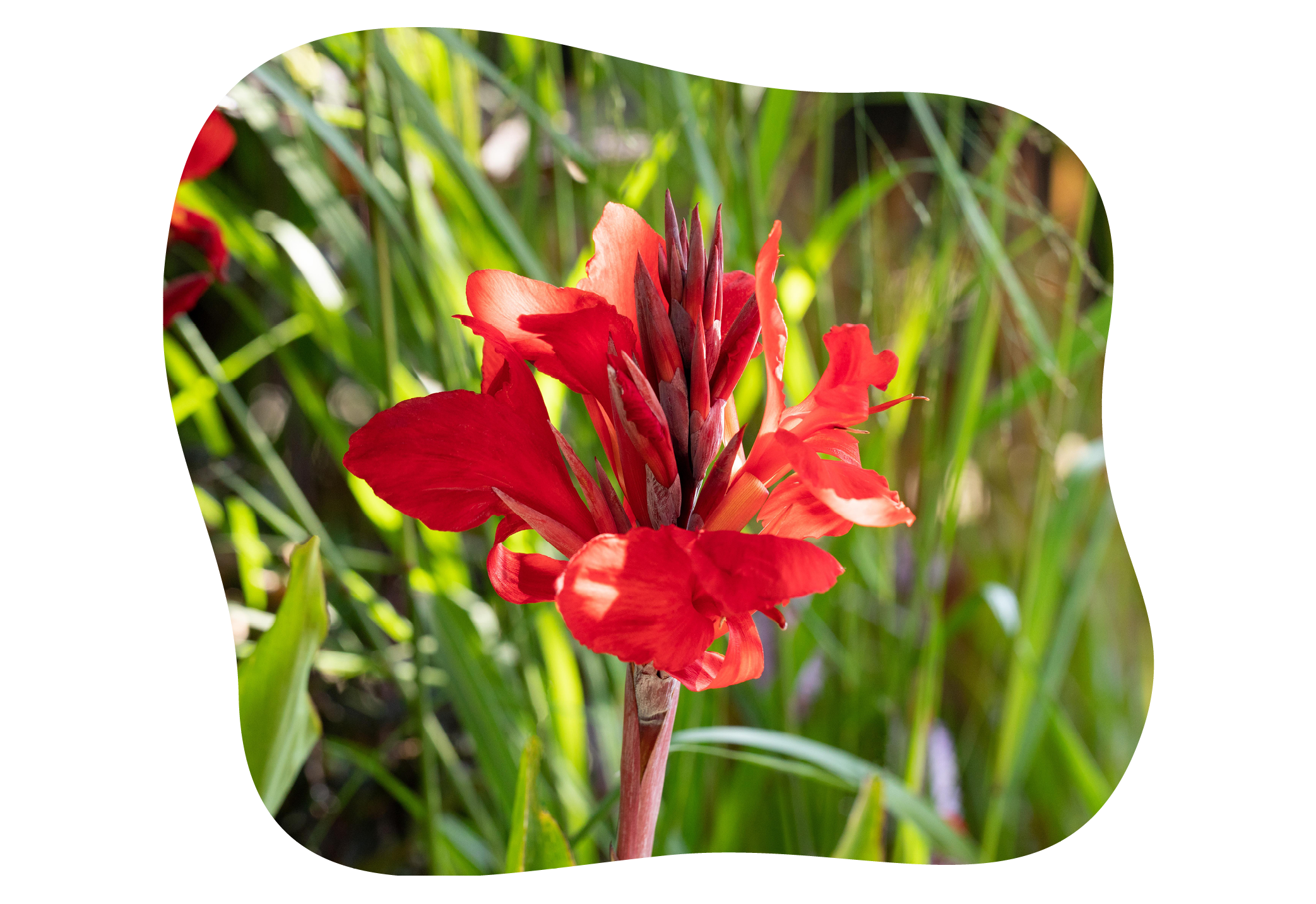canna_in_kiefls_welt_gartencenter_kiefl_in_gauting_bei_muenchen.png
