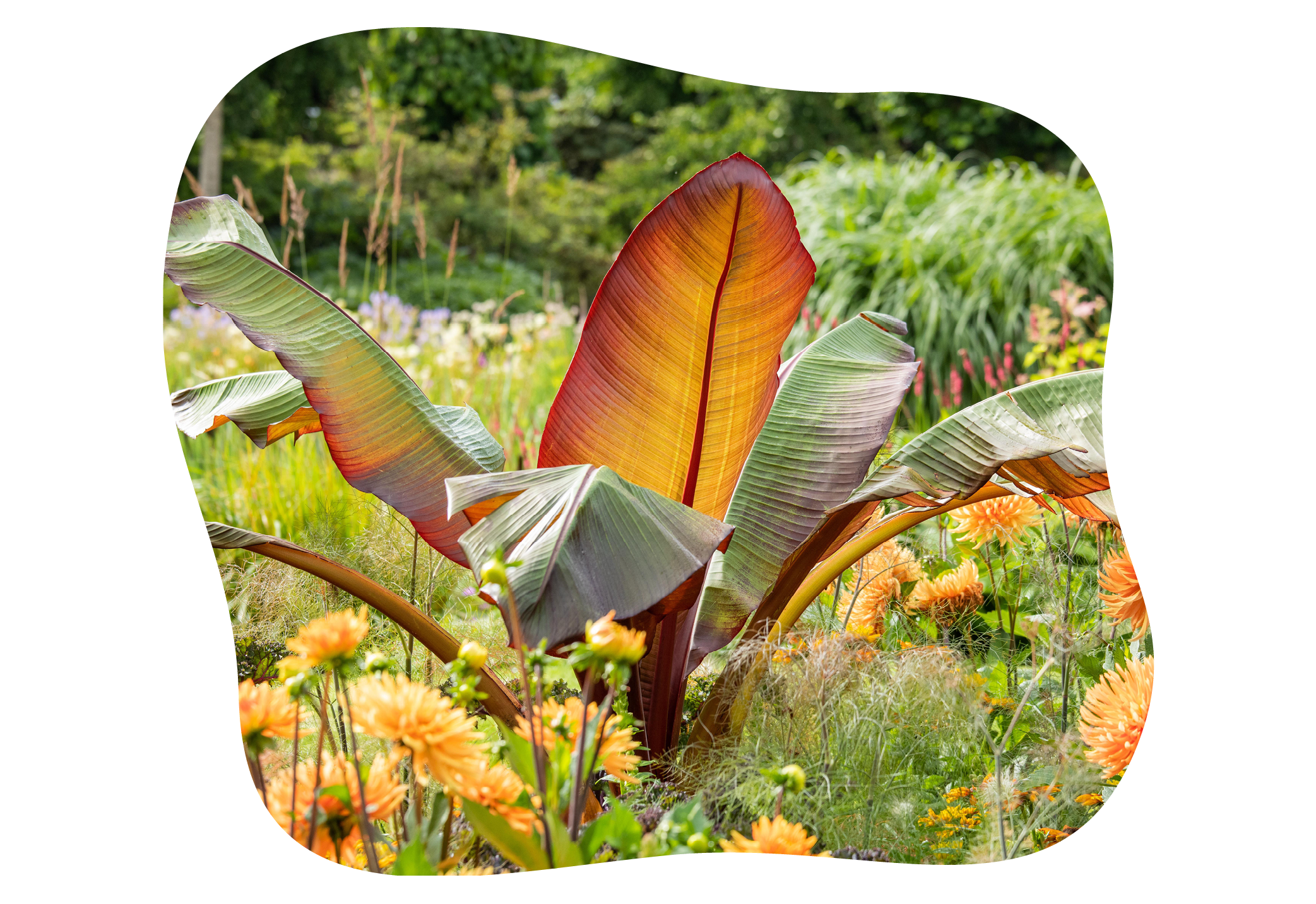 ensete_zierbanane_in_kiefls_welt_gartencenter_kiefl_in_gauting_bei_muenchen.png
