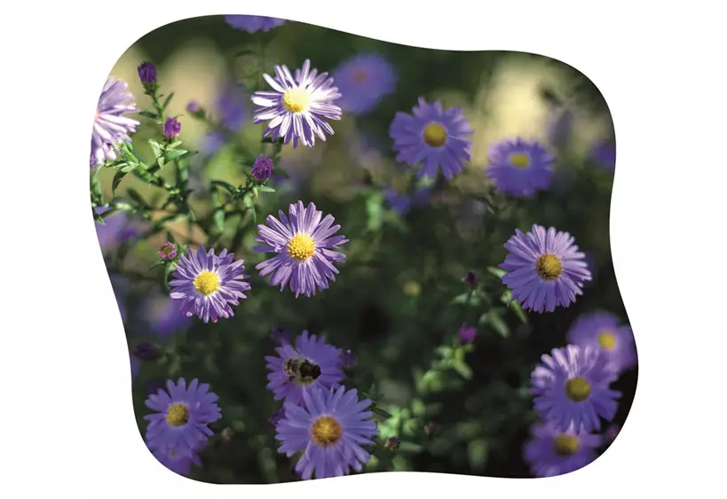 Aster-blühbild-kiefl-gartencenter-mit-cafe-und-restaurant-in-gauting-bei-münchen.jpg