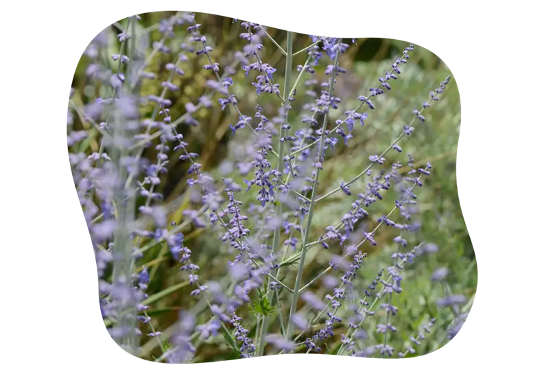Blauraute-blühbild-kiefl-gartencenter-mit-cafe-und-restaurant-in-gauting-bei-münchen.png