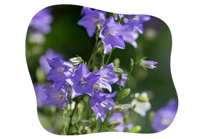 Glockenblume-blühbild-kiefl-gartencenter-mit-cafe-und-restaurant-in-gauting-bei-münchen.png