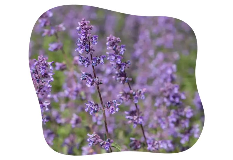 Katzenminze-blühbild-kiefl-gartencenter-mit-cafe-und-restaurant-in-gauting-bei-münchen.png