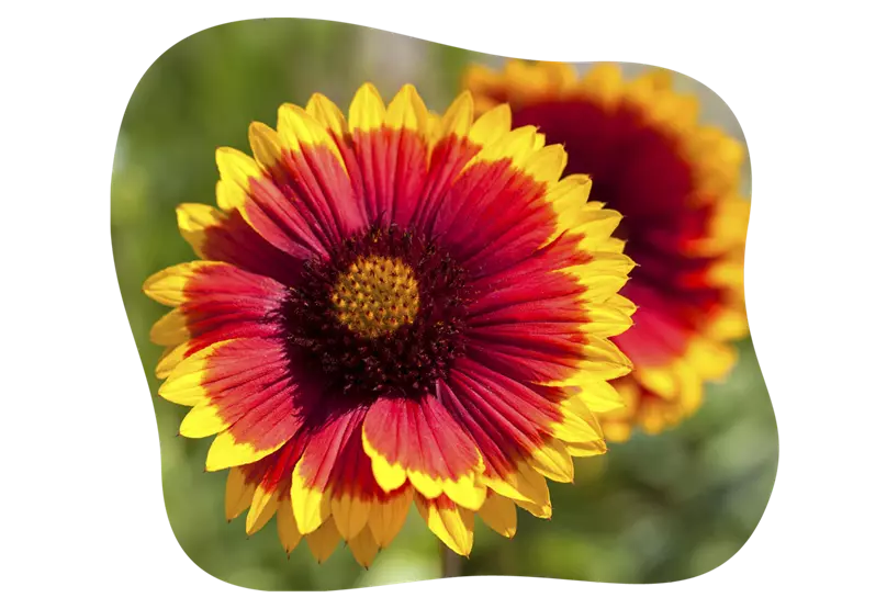 Kokardenblume-blühbild-kiefl-gartencenter-mit-cafe-und-restaurant-in-gauting-bei-münchen.png