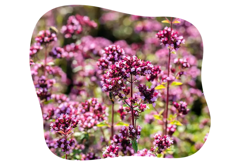Oregano-blühbild-kiefl-gartencenter-mit-cafe-und-restaurant-in-gauting-bei-münchen .png