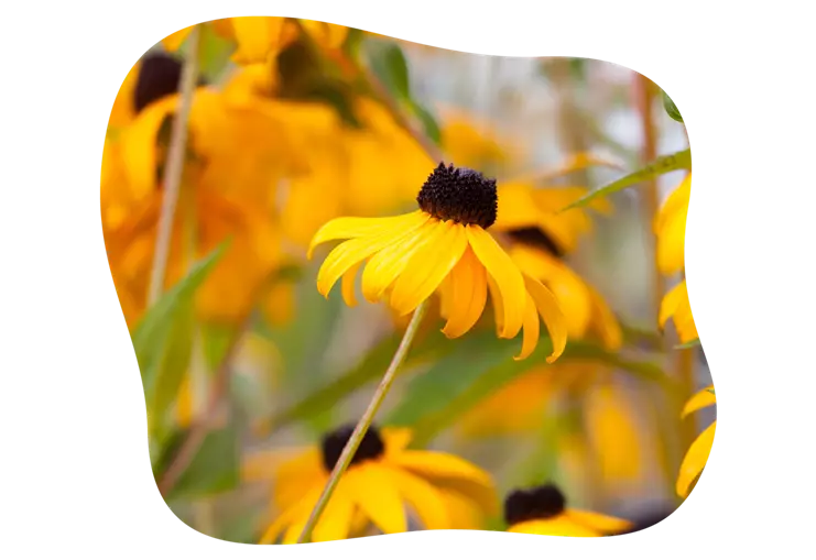 Sonnenhut-rudbeckia-blühbild-kiefl-gartencenter-mit-cafe-und-restaurant-in-gauting-bei-münchen.png