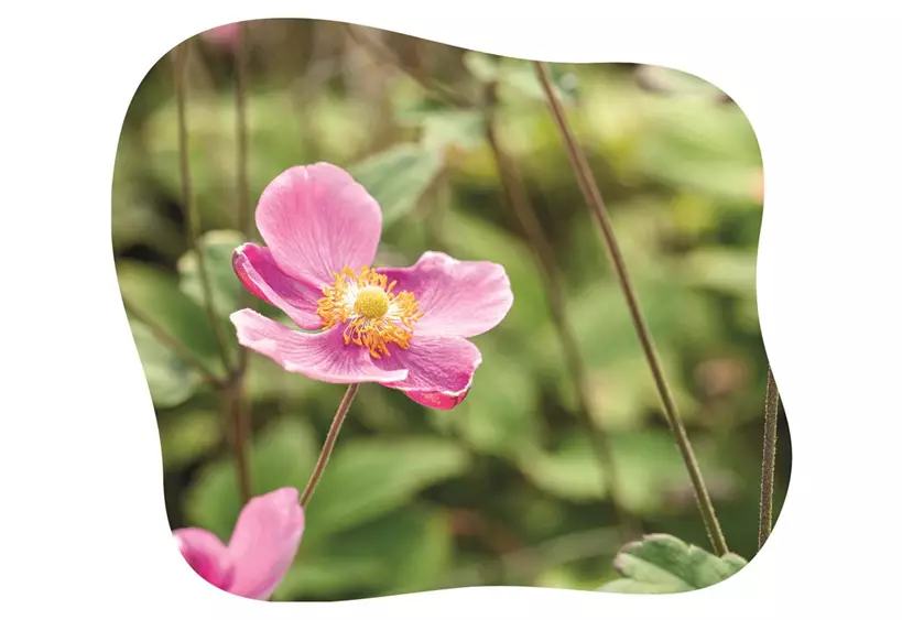 Anemone-blühbild-kiefl-gartencenter-mit-cafe-und-restaurant-in-gauting-bei-münchen.jpg
