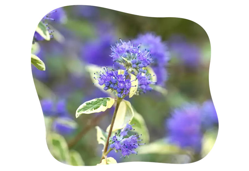 Bartblume-blühbild-kiefl-gartencenter-mit-cafe-und-restaurant-in-gauting-bei-münchen.png