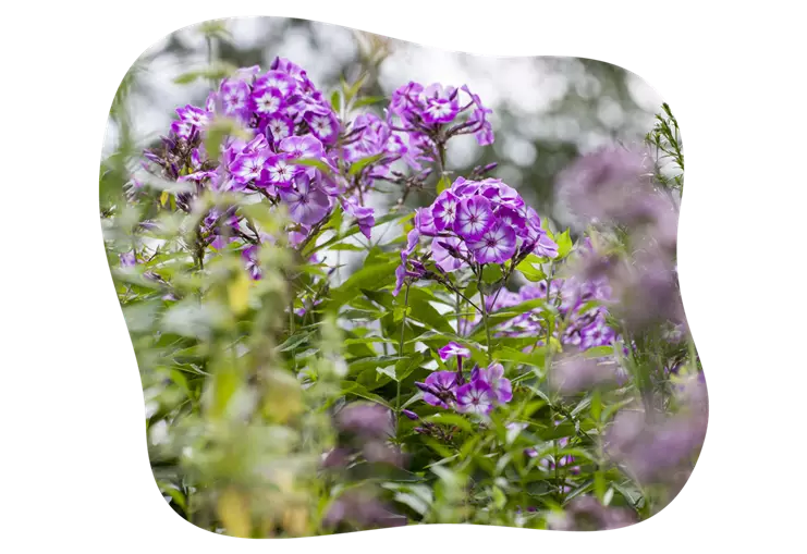 Flammenblume-blühbild-kiefl-gartencenter-mit-cafe-und-restaurant-in-gauting-bei-münchen.png