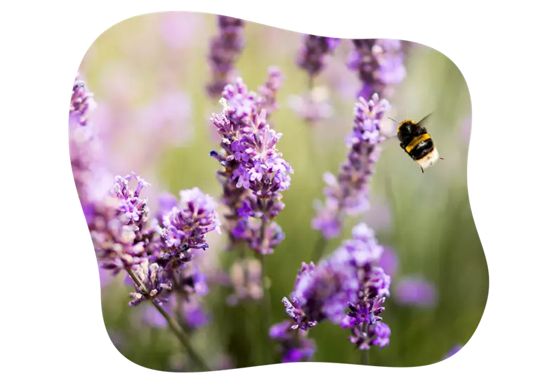Lavendel-blühbild-kiefl-gartencenter-mit-cafe-und-restaurant-in-gauting-bei-münchen .png