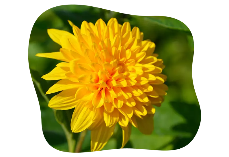 Stauden-Sonnenblume-blühbild-kiefl-gartencenter-mit-cafe-und-restaurant-in-gauting-bei-münchen.png