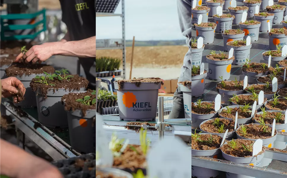 Entdecke unsere Stauden - Aus eigener Produktion! Entdecke unsere Stauden - Aus eigener Produktion!