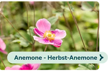 Weiterführendes-Bild-Anemone-blühbild-kiefl-gartencenter-mit-cafe-und-restaurant-in-gauting-bei-münchen .png
