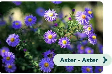 Weiterführendes-Bild-Aster-blühbild-kiefl-gartencenter-mit-cafe-und-restaurant-in-gauting-bei-münchen .png
