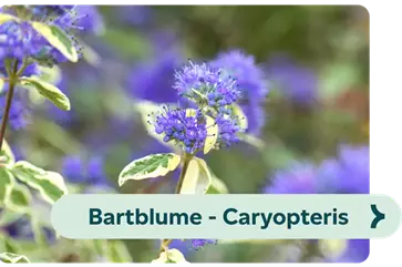 Weiterführendes-Bild-Bartblume-blühbild-kiefl-gartencenter-mit-cafe-und-restaurant-in-gauting-bei-münchen .png