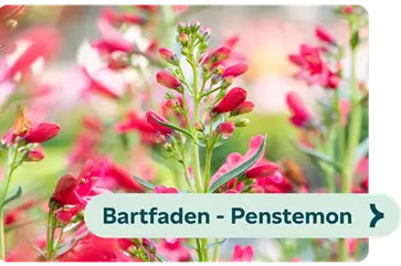 Weiterführendes-Bild-bartfaden-blühbild-kiefl-gartencenter-mit-cafe-und-restaurant-in-gauting-bei-münchen .png
