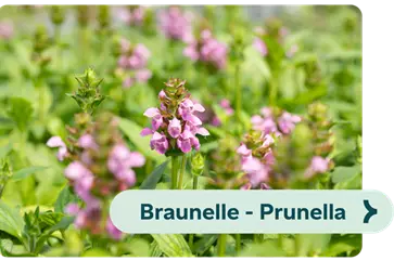 Weiterführendes-Bild-braunelle-blühbild-kiefl-gartencenter-mit-cafe-und-restaurant-in-gauting-bei-münchen .png