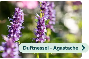 Weiterführendes-Bild-duftnessel-blühbild-kiefl-gartencenter-mit-cafe-und-restaurant-in-gauting-bei-münchen .png