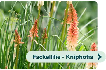 Weiterführendes-Bild-fackellilie-blühbild-kiefl-gartencenter-mit-cafe-und-restaurant-in-gauting-bei-münchen .png