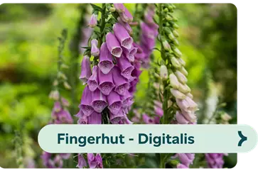 Weiterführendes-Bild-fingerhut-blühbild-kiefl-gartencenter-mit-cafe-und-restaurant-in-gauting-bei-münchen .png