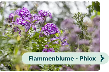 Weiterführendes-Bild-flammenblume-blühbild-kiefl-gartencenter-in-gauting-bei-münchen .png