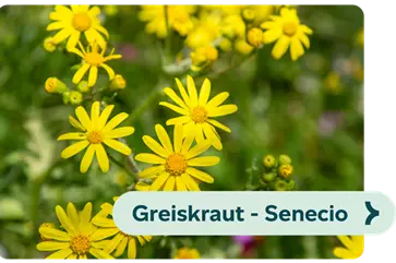 Weiterführendes-Bild-greiskraut-blühbild-kiefl-gartencenter-mit-cafe-und-restaurant-in-gauting-bei-münchen .png
