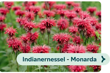 Weiterführendes-Bild-indianernessel-blühbild-kiefl-gartencenter-in-gauting-bei-münchen .png