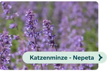 Weiterführendes-Bild-katzenminze-blühbild-kiefl-gartencenterin-gauting-bei-münchen .png