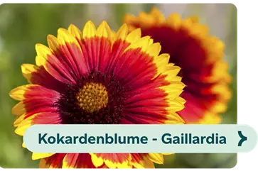 Weiterführendes-Bild-kokardenblume-blühbild-kiefl-gartencenter-in-gauting-bei-münchen .png