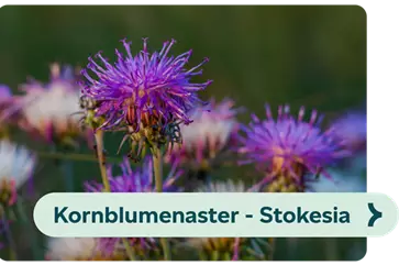 Weiterführendes-Bild-kornblumenaster-blühbild-kiefl-gartencenter-mit-bei-münchen .png