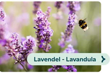 Weiterführendes-Bild-lavendel-blühbild-kiefl-gartencenter-mit-cafe-und-restaurant-in-gauting-bei-münchen .png