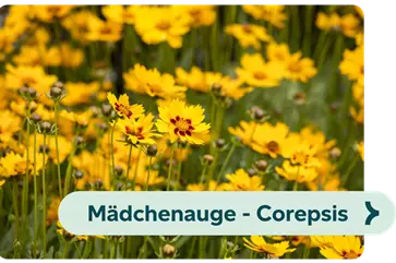 Weiterführendes-Bild-Mädchenauge-blühbild-kiefl-gartencenter-in-gauting-bei-münchen .png