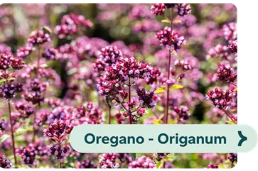 Weiterführendes-Bild-oregano-blühbild-kiefl-gartencenter-mit-cafe-und-restaurant-in-gauting-bei-münchen .png