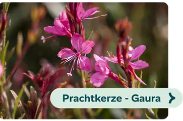 Weiterführendes-Bild-prachtkerze-blühbild-kiefl-gartencenter-in-gauting-bei-münchen .png