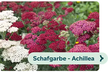 Weiterführendes-Bild-Schafgarbe-blühbild-kiefl-gartencenter-in-gauting-bei-münchen .png