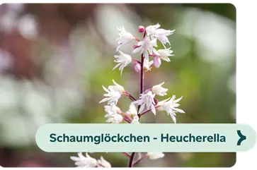 Weiterführendes-Bild-schaumglöckchen-blühbild-kiefl-gartencenter-in-gauting-bei-münchen .png
