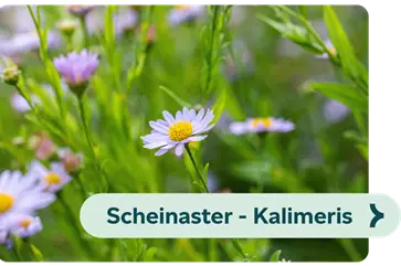 Weiterführendes-Bild-scheinaster-blühbild-kiefl-gartencenter-in-gauting-bei-münchen .png