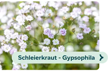 Weiterführendes-Bild-schleierkraut-blühbild-kiefl-gartencenter-in-gauting-bei-münchen .png