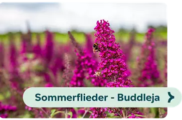 Weiterführendes-Bild-Sommerflieder-blühbild-kiefl-gartencenter-in-gauting-bei-münchen .png