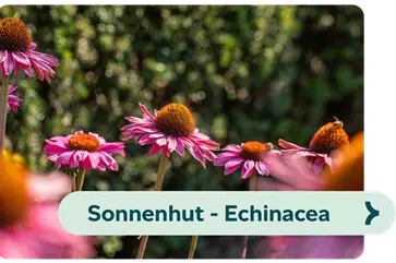 Weiterführendes-Bild-sonnenhut-echinacea-blühbild-kiefl-gartencenter-in-gauting-bei-münchen .png