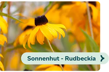 Weiterführendes-Bild-sonnenhut-rudbeckia-blühbild-kiefl-gartencenter-in-gauting-bei-münchen .png