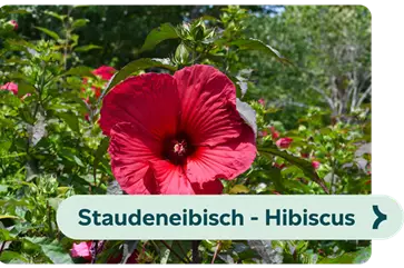 Weiterführendes-Bild-staudeneibisch-blühbild-kiefl-gartencenter-in-gauting-bei-münchen .png