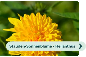 Weiterführendes-Bild-staudensonnenblume-blühbild-kiefl-gartencenter-in-gauting-bei-münchen .png