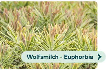 Weiterführendes-Bild-wolfsmilch-blühbild-kiefl-gartencenter-in-gauting-bei-münchen .png