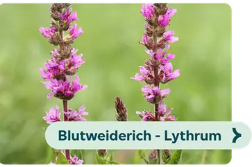 Weiterführendes-Bild-blutweiderich-blühbild-kiefl-gartencenter-in-gauting-bei-münchen.png
